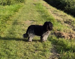 Schapendoes Miske-Prins van de Roeskebeer